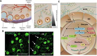 Squeezing the eggs to grow: The mechanobiology of mammalian folliculogenesis